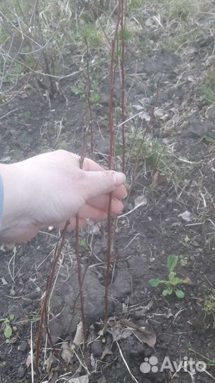 Саженцы абрикоса