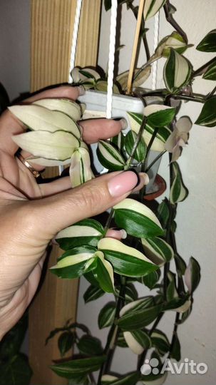 Традесканции сортовые