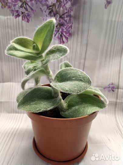 Традесканция силламонтана