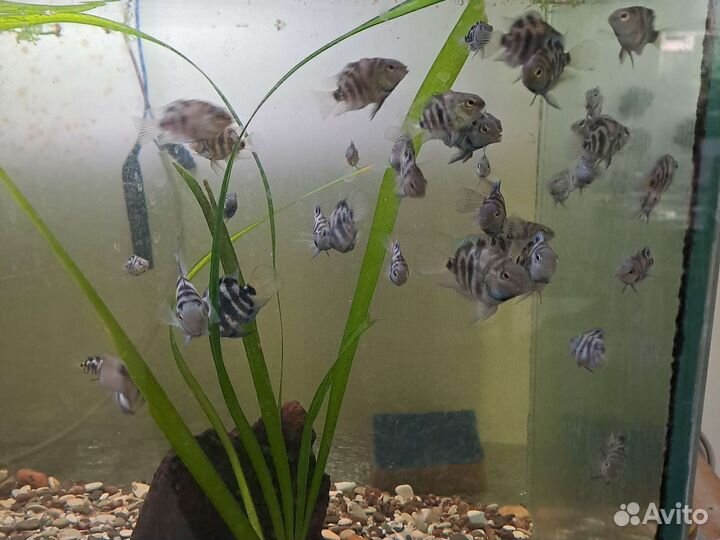 Рыбка обмен. Карликовый сапфировый попугайчик