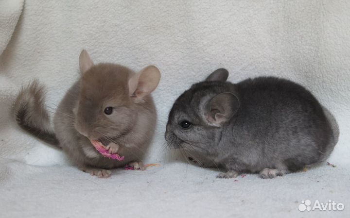 Шиншиллы малыши