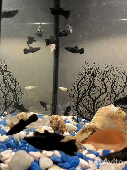 Моллинезия, рыбки