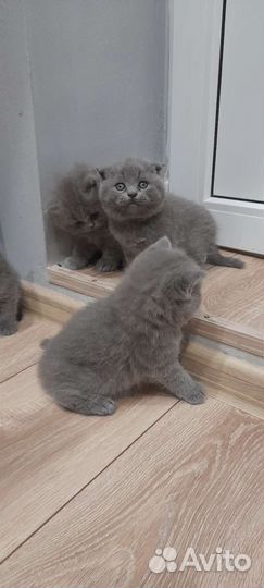 Шотландская вислоухая и прямоухая