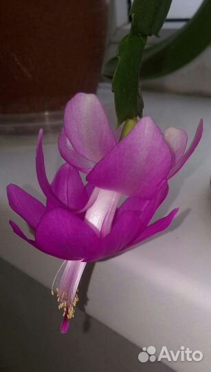 Комнатные цветы