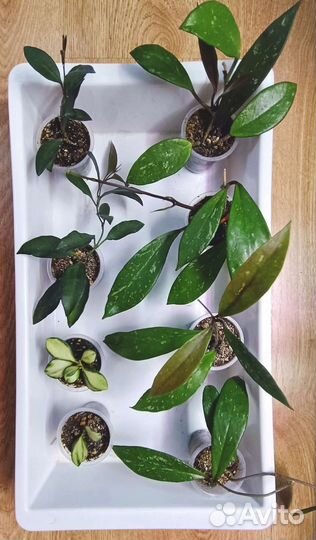 Хойи (излишки, укорененные)