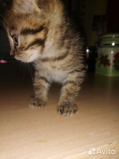 Коты в дар