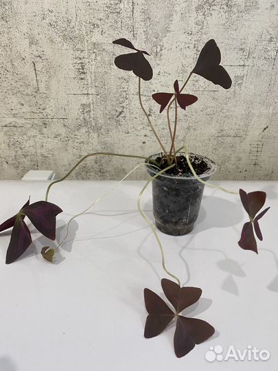 Кислица оксалис