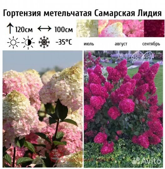 Гортензия метельчатая саженцы