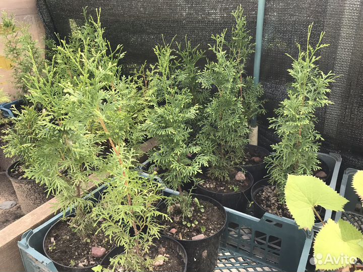 Туи для изгороди