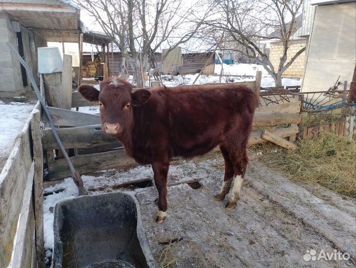 Бычки и быки на мясо