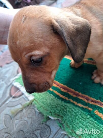 Щенки помесь с Таксой полупородистые