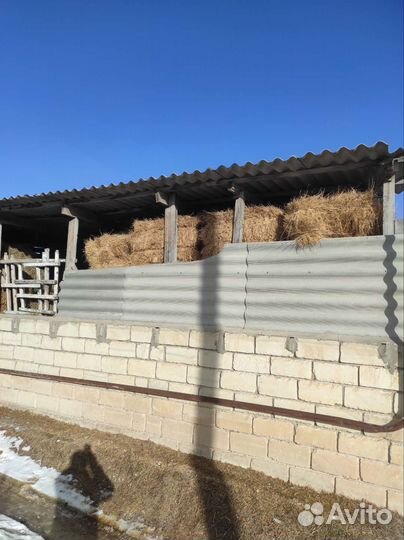 Тюки горное трава