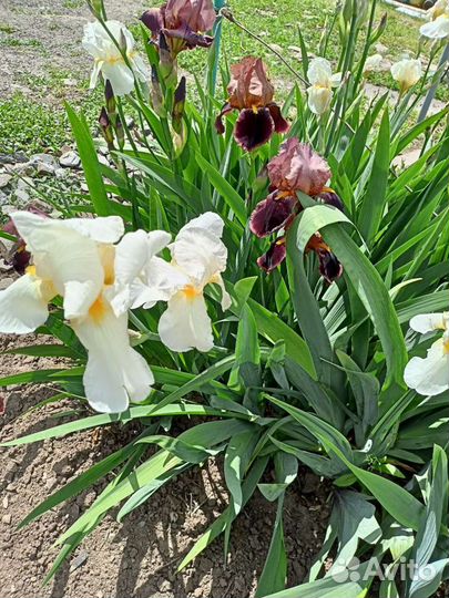 Ирисы луковицы