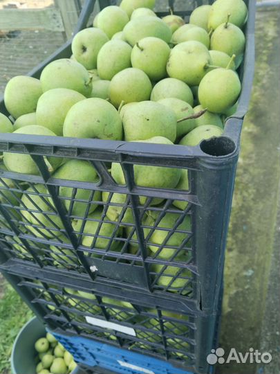 Груши