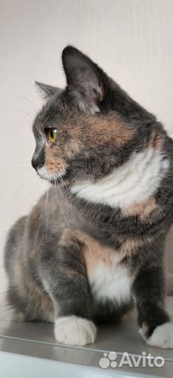 Кошка Варя трехцветная британка