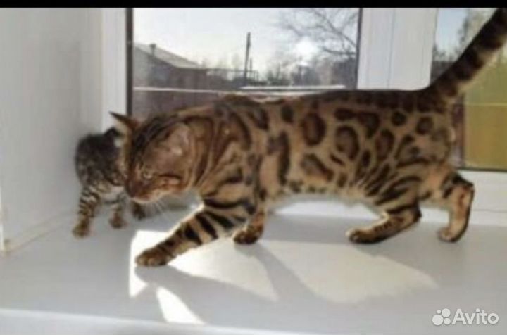 Бенгальская