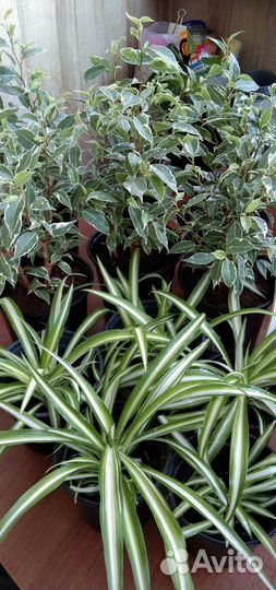 Золотой ус/лечебный