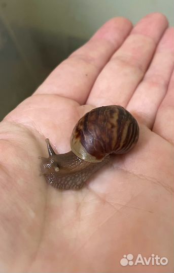 Улитки ахатины бесплатно