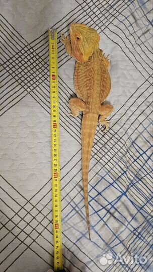 Бородатая агама с террариумом