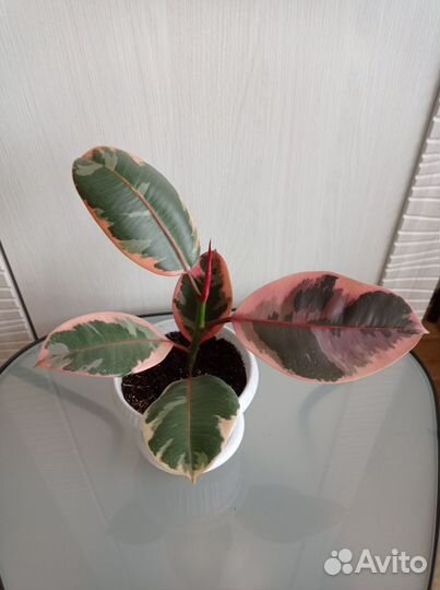 Фикус эластика