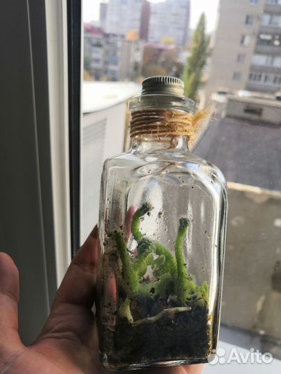 Комнатные цветы