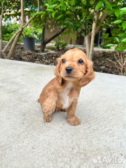 Английсский кокер спаниель
