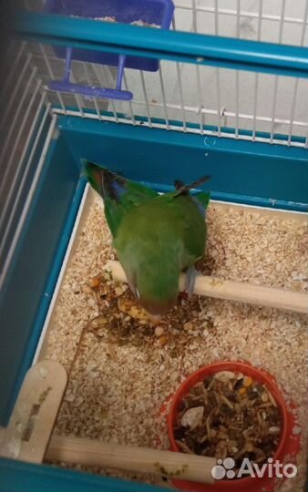 Неразлучники с клеткой и приданым