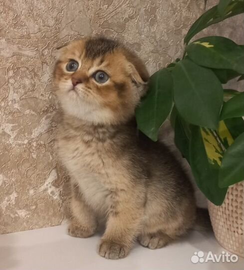 Шотландская