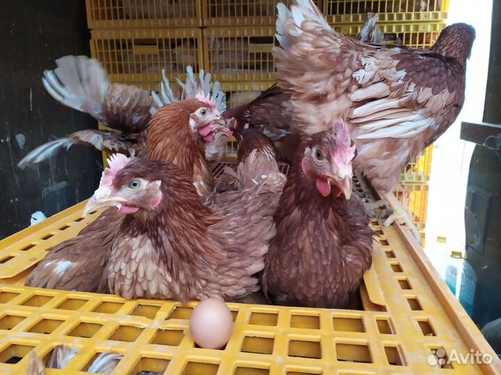 Куры Несушки