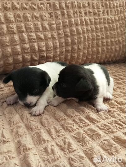 Щенки чихуахуа