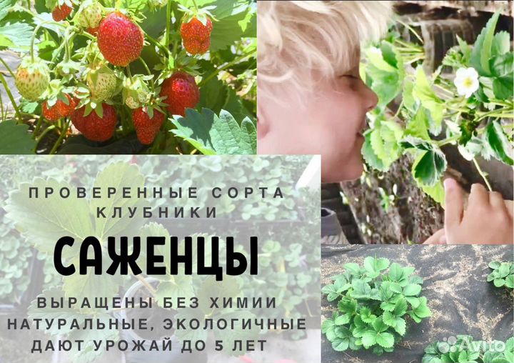 Клубника саженцы 70 р