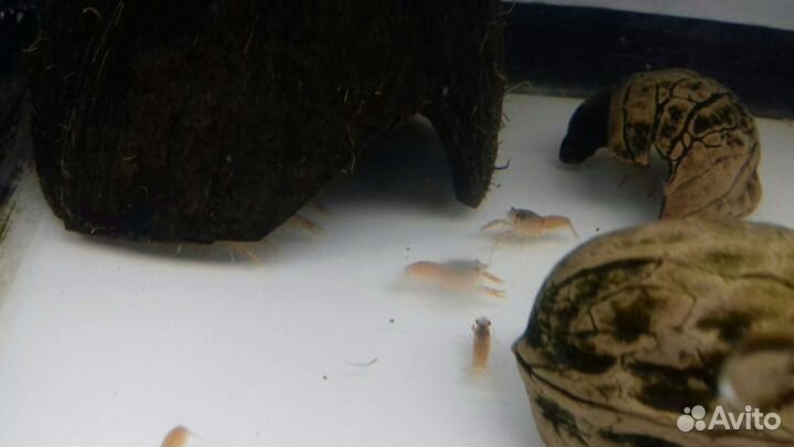 Карликовый рак