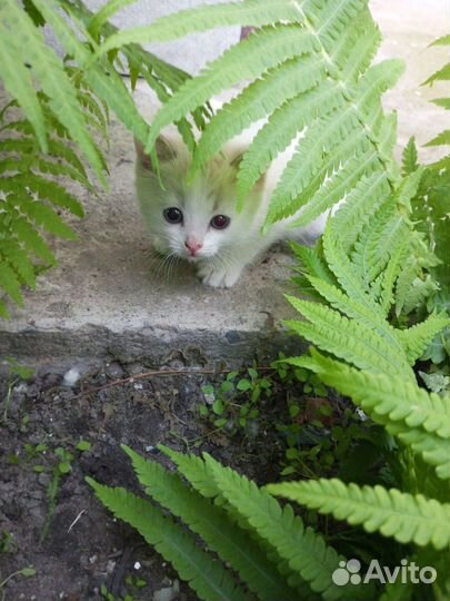 Котята в добрые руки даром бесплатно