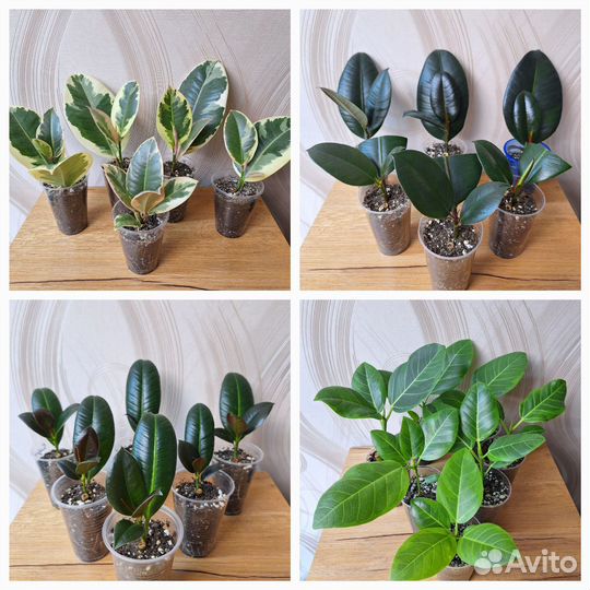 Фикусы: Тинеке, Абиджан, Мелани, Бенгальский Тигр