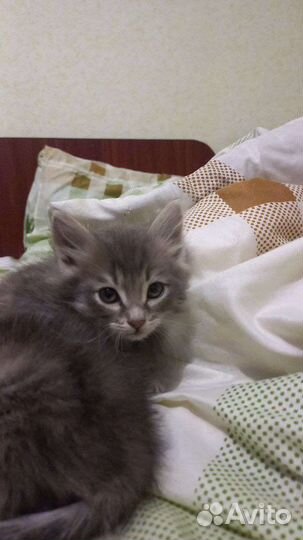 Котята в добрые руки бесплатно