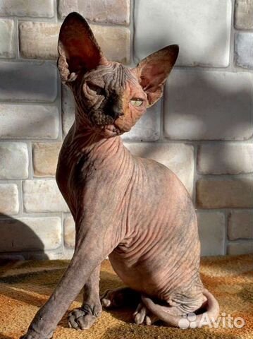 Канадский сфинкс