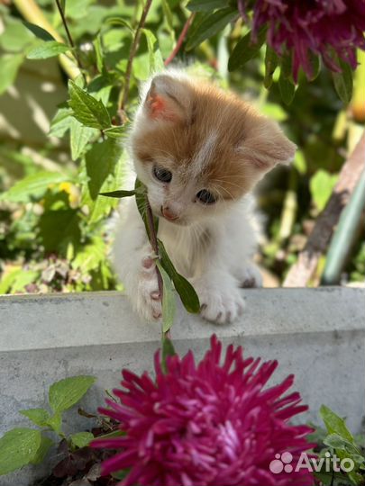 Котята в добрые руки бесплатно