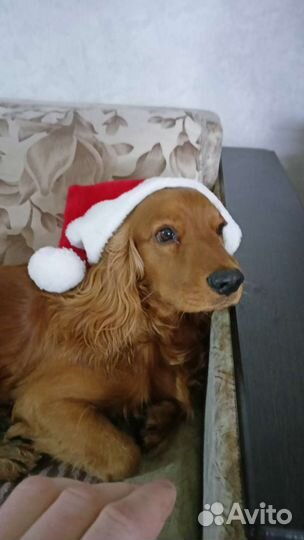 Вязка Английский Кокер Спаниель