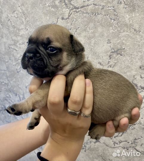 Французики