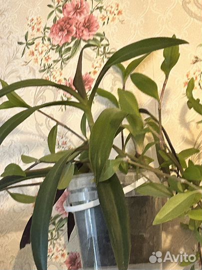 Продам цветы комнатные