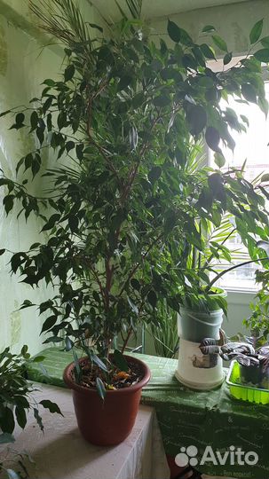 Цветы домашние в горшках