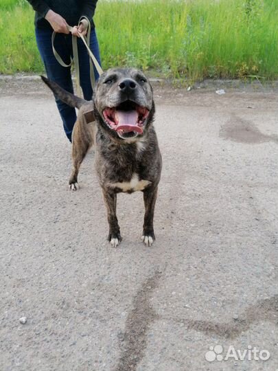 Пристраивается кобель 