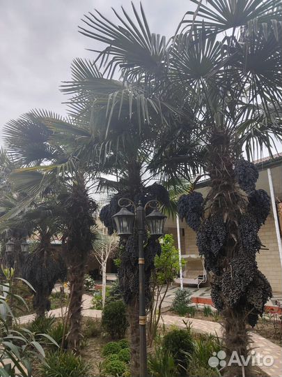 Пальма веерная саженец