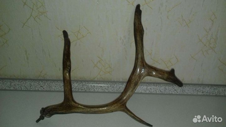 Продам рога оленя