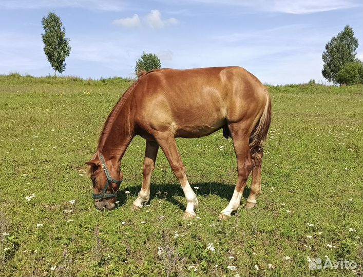 Продаем жеребенка