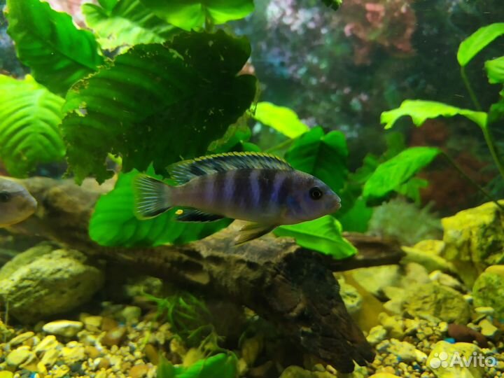 Аквариумные рыбки