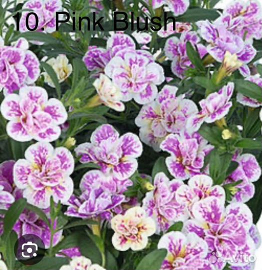 Черенки калибрахоа