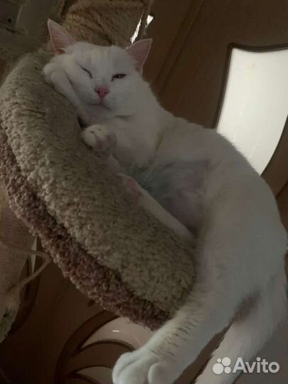 Турецкая ангора