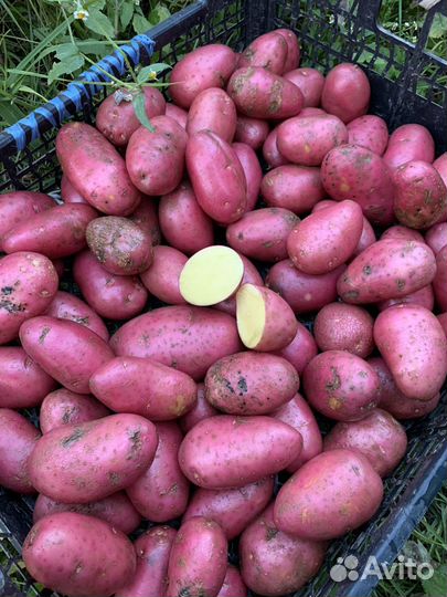 Картофель фиолетовый / розовый с доставкой