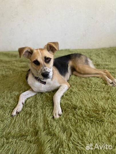 Ищет дом не крупная Собачка Ява